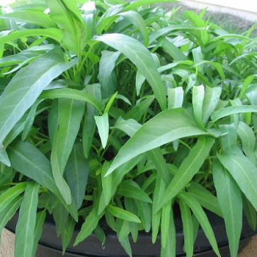 [HCM]50g Hạt Giống Rau Muống Lá Tre Dễ Trồng Năng Suất