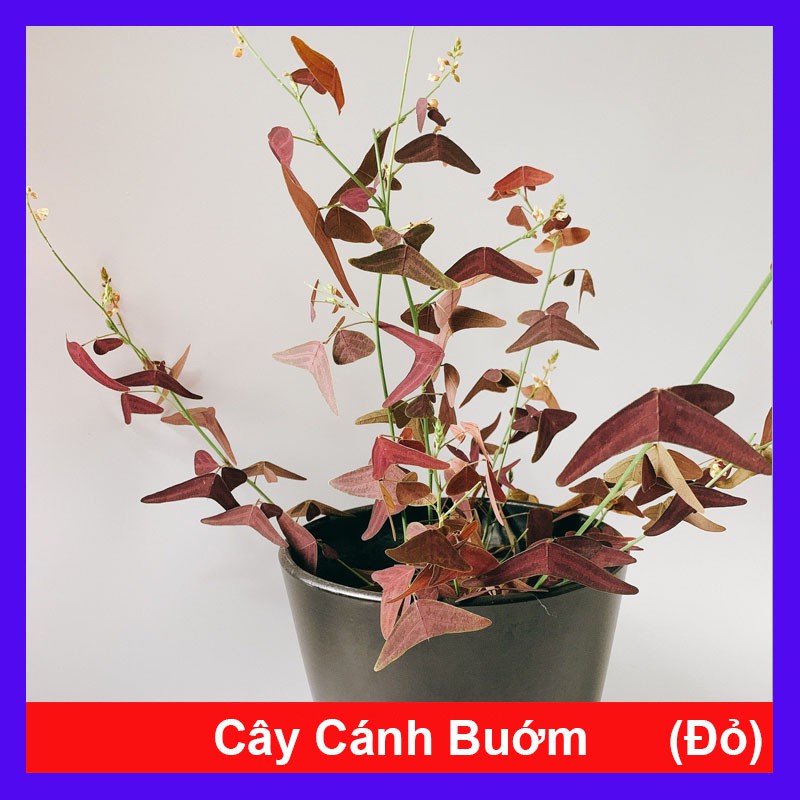 Cây Cánh Bướm - cây cảnh để bàn - cây cảnh mini - cây cảnh đẹp + Tặng phân bón cho cây - caykiengsadec