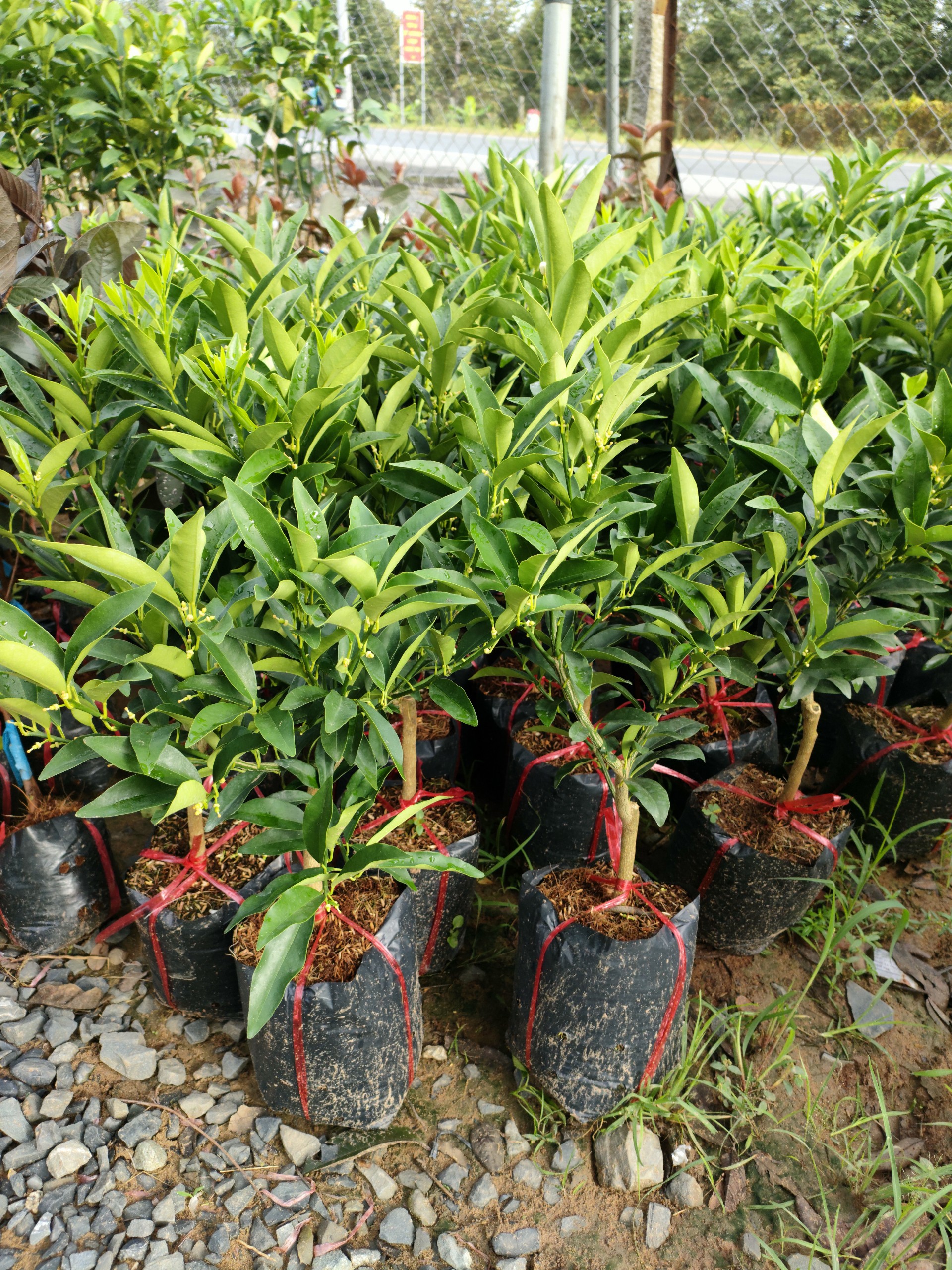 Cây tắc Thái vỏ ngọt