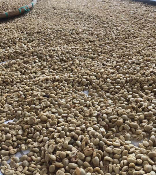 1kg cà phê nhân sống chưa rang Arabica Cầu Đất