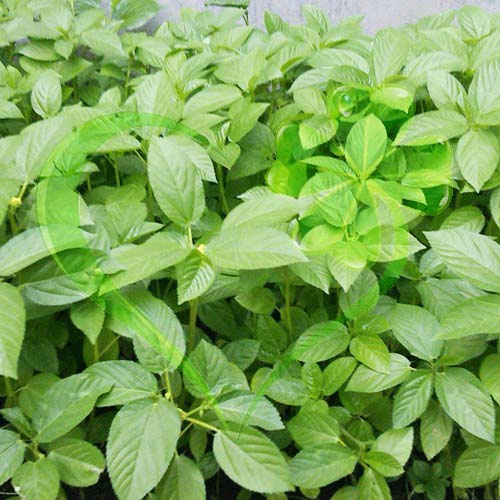 Hạt giống rau đay xanh - gói 10 gram