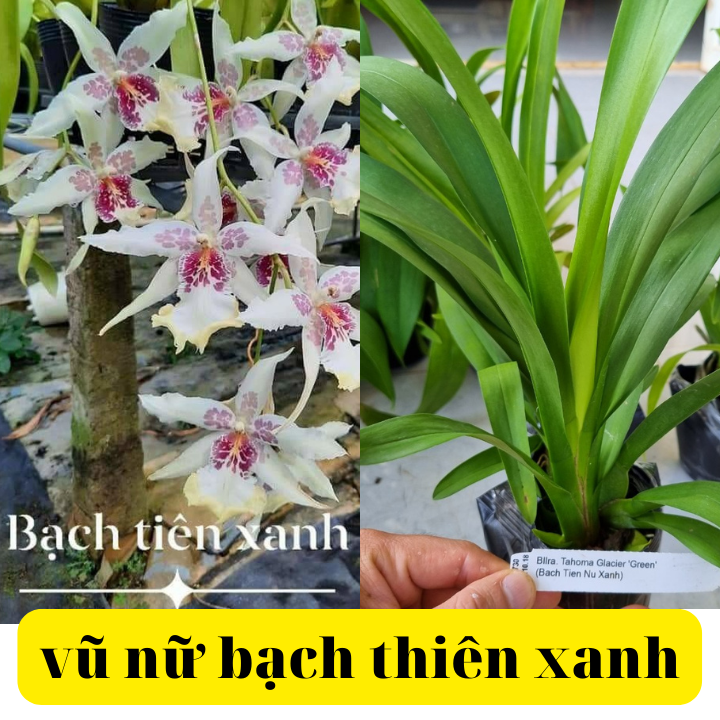 Vũ nữ bạch thiên xanh hàng đài loan bông to đang nụ bảo hành chuẩn hoa chuẩn giống