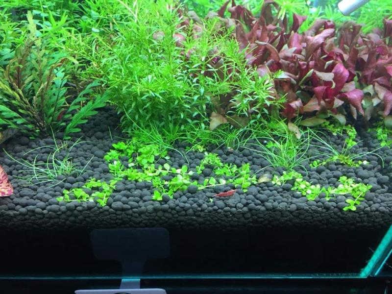 Phân Nền Nhật Bản Aqua Best 1 Lít