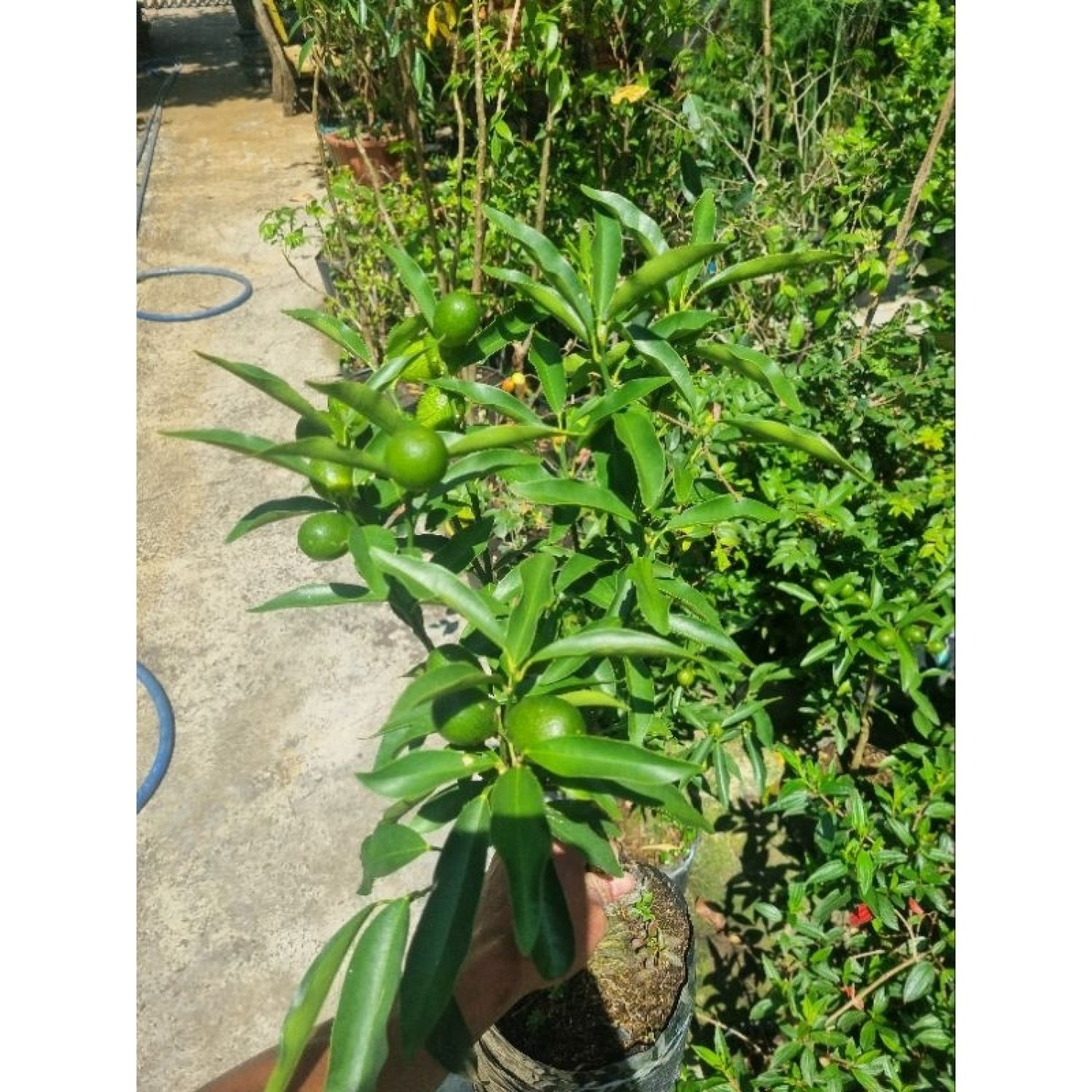 Cây tắc ngọt Thái Lan - Tắc vỏ ngọt
