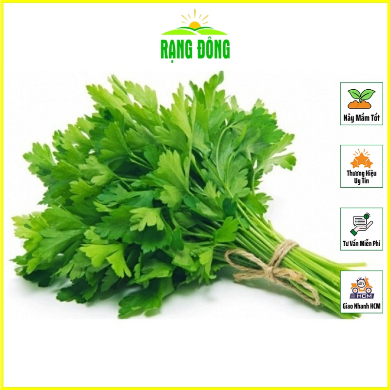 Hạt giống cần tây Rạng Đông