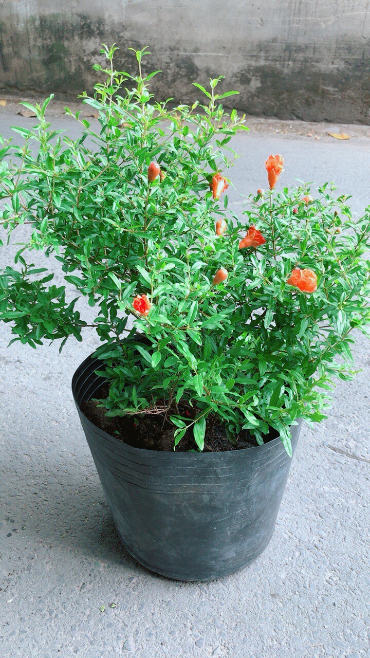 Cây Lựu Cho Nhiều Bông Nhiều Trái