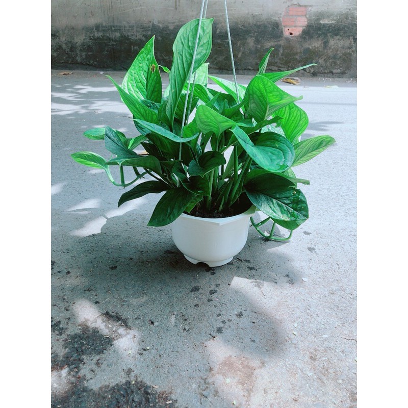 Trầu Bà Lụa