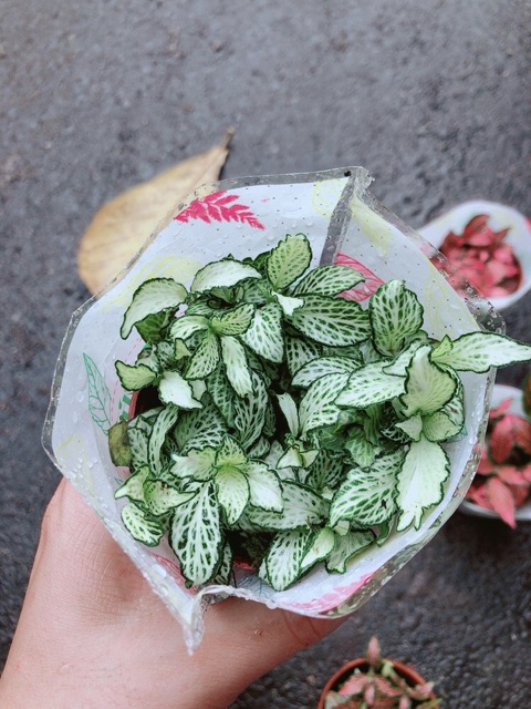 Cẩm Nhung (lá may mắn) xanh trắng