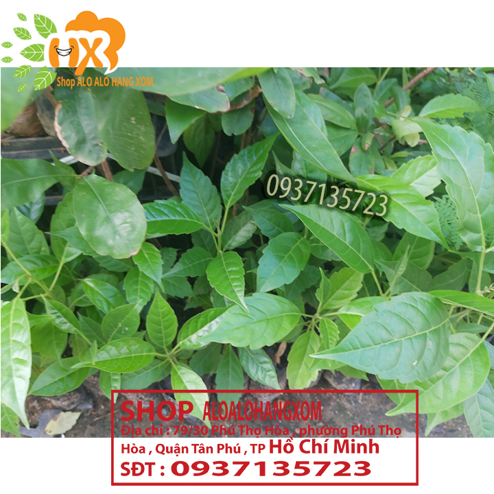 combo 5 cây kèn hồng cây giống