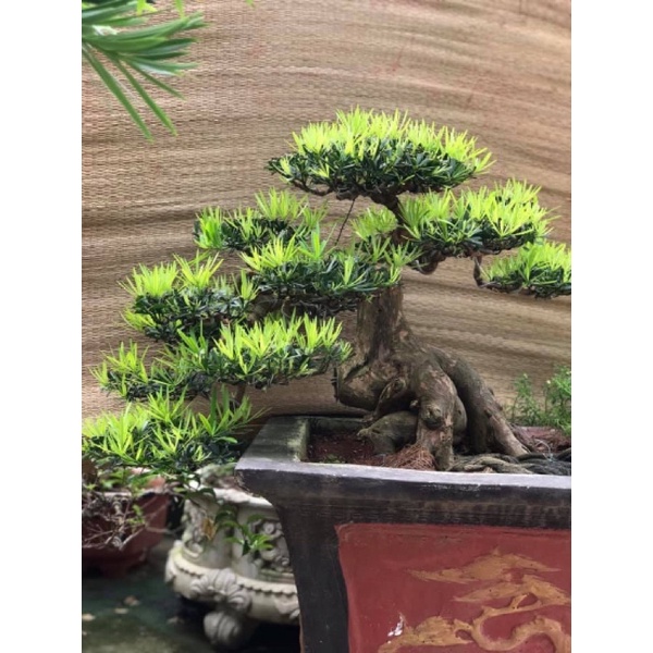 Cây giống tùng la hán để bàn - vạn niên tùng