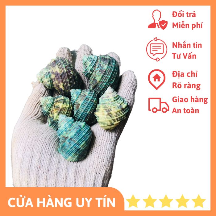 Vỏ Xà Cừ Xanh (trang trí bể cá)