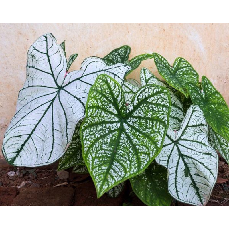 [Mã INCUBACK0608 hoàn 15K xu đơn 50K] Củ môn trắng - caladium white christmas