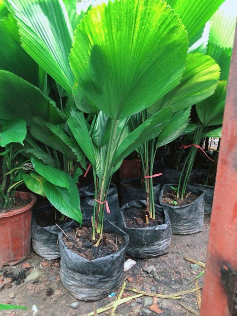 Cây Cọ Nhật (kẹ nhật)