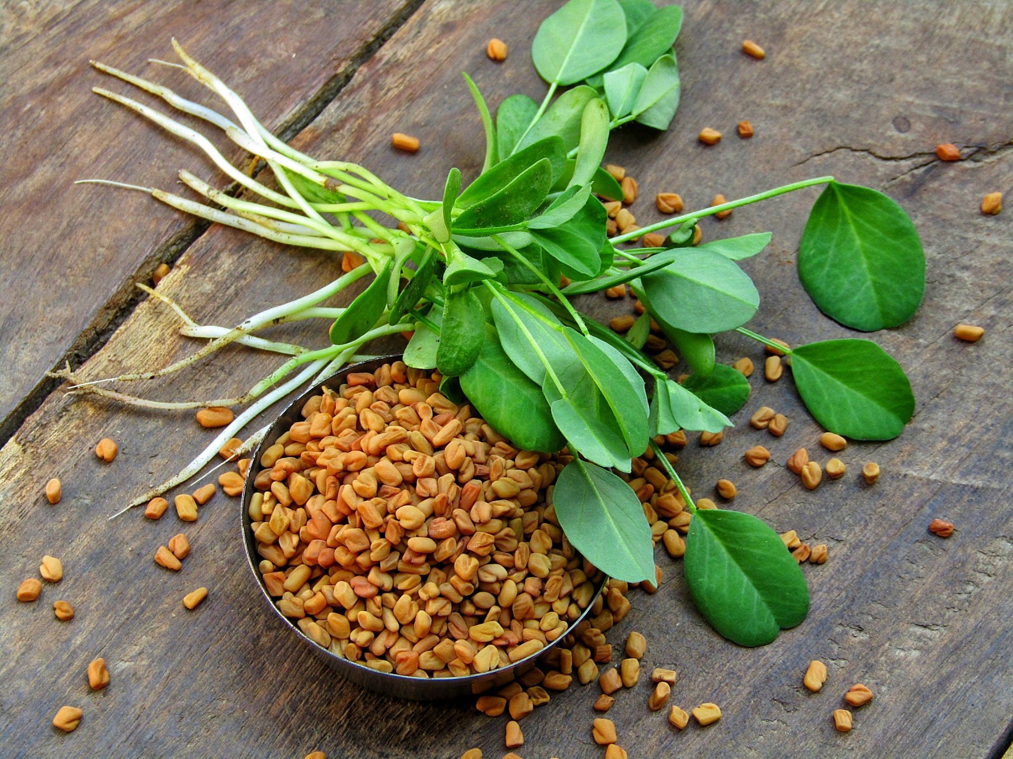 HẠT CỎ CÀ RI / HẠT METHI FENUGREEK SEED