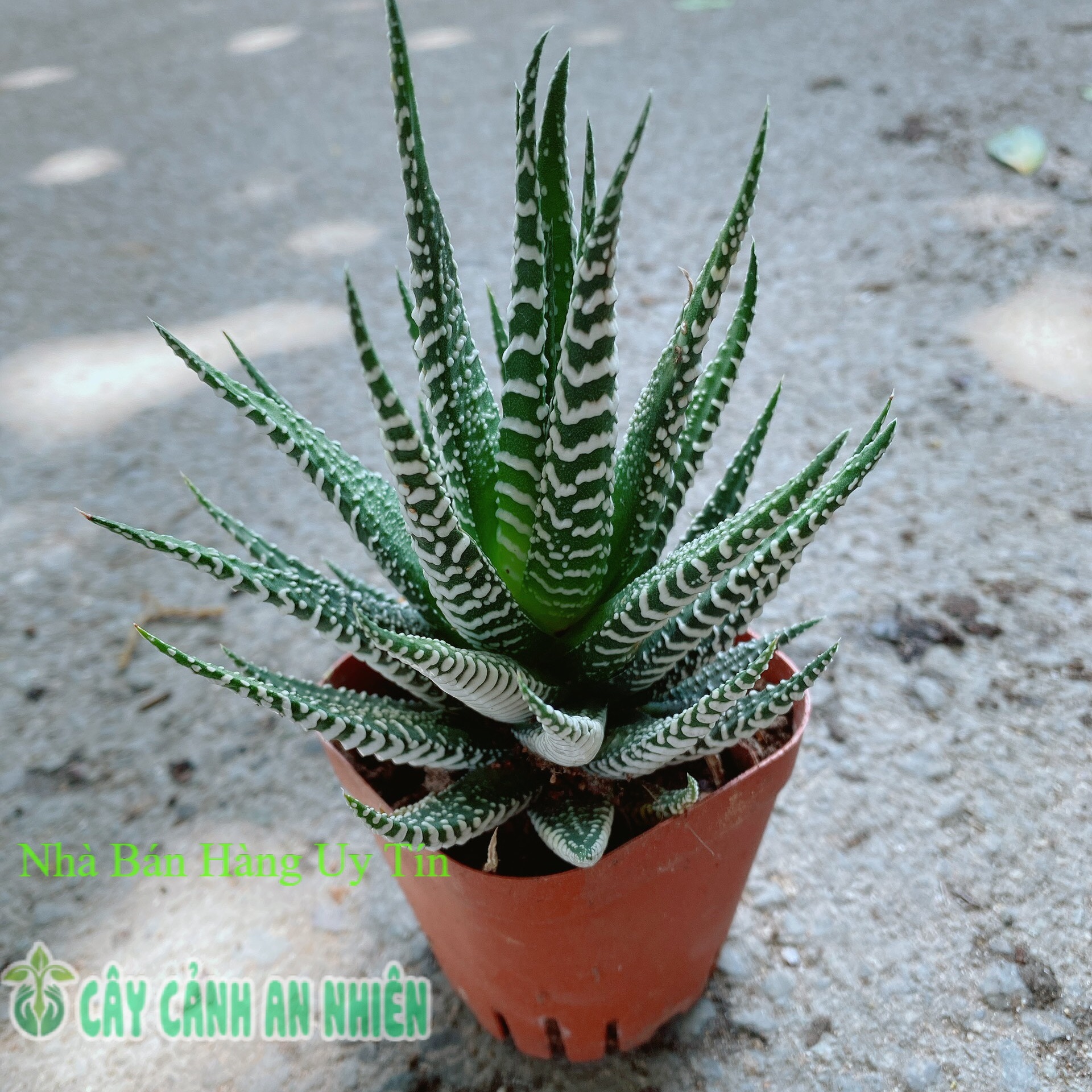 Cây Xương Rồng