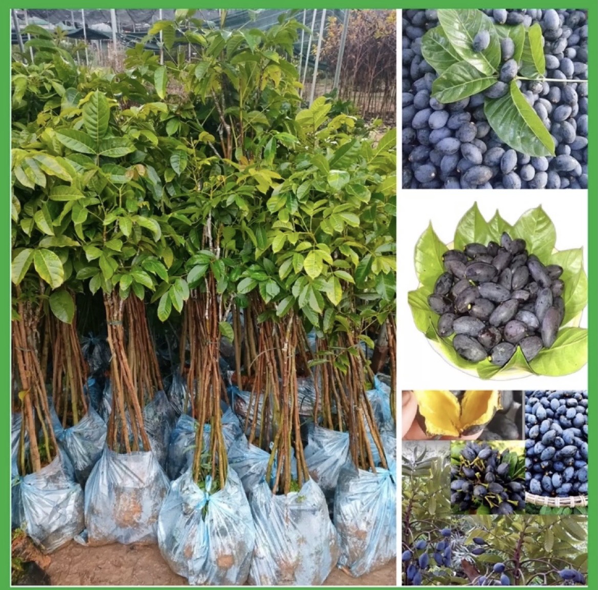 Cây trám đen nếp ghép cây cao 1m