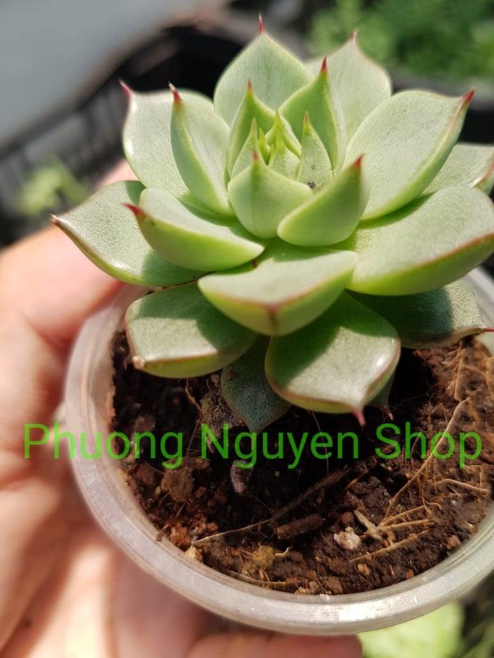 Sen Đá Bông Hồng Lửa
