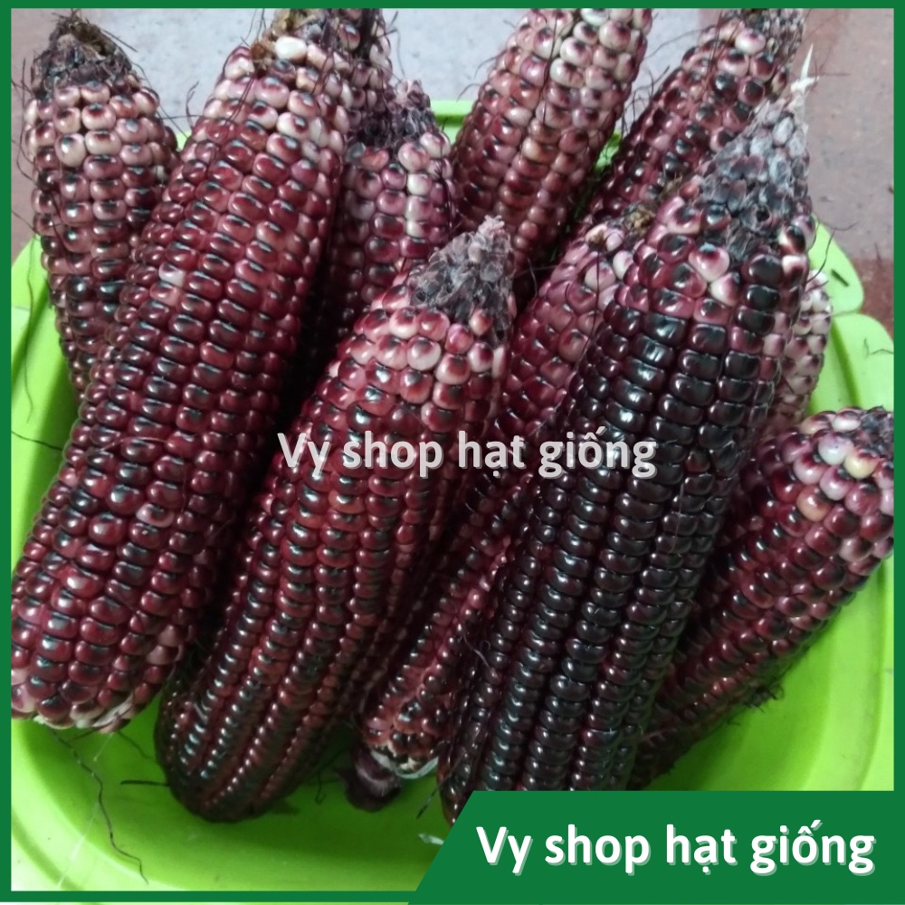 Hạt giống ngô nếp tím (bắp nếp tím) Thái Lan gói 30 hạt
