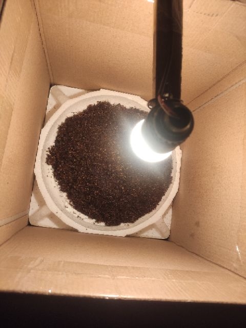 ổ trứng dế mèn thái - đạt 15kg thành phẩm.