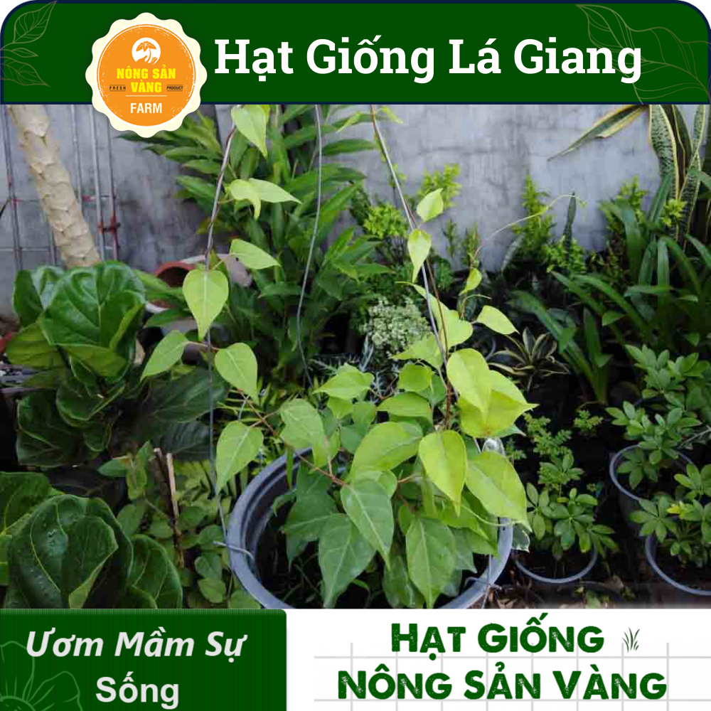 Hạt Giống Dây Giang (Lá Giang) Nảy Mầm Tốt, Phát Triển Mạnh (Gói 10 Hạt) - Nông Sản Vàng