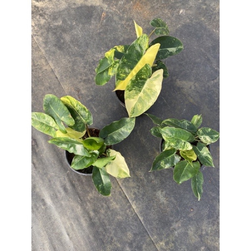 Cây trầu bà Philodendron Burle Marx Variegated