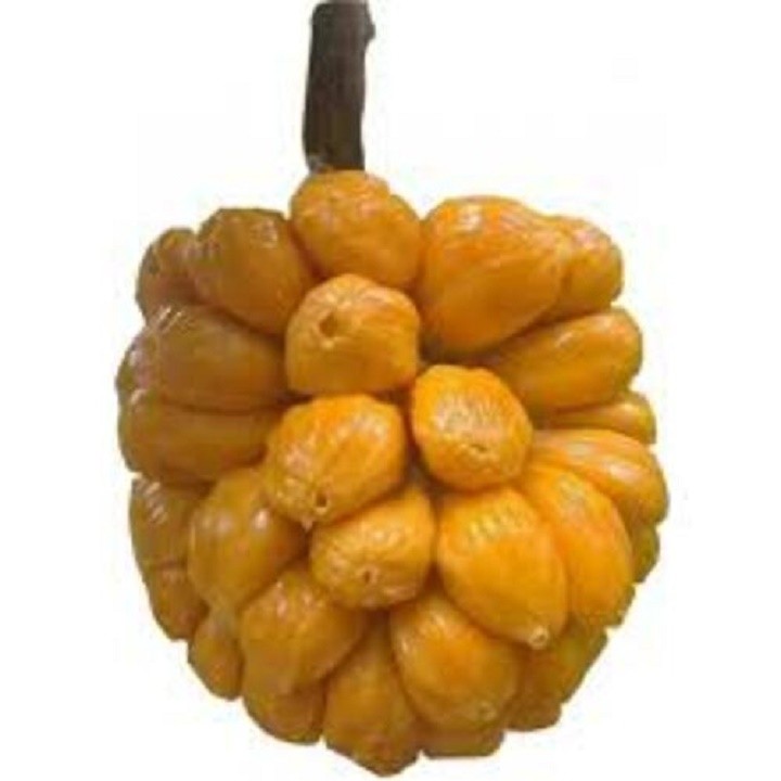Cây giống mít tố nữ + tặng 4 cây chè xanh