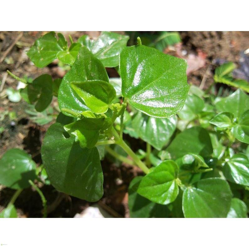 HẠT GIỐNG RAU CÀNG CUA - GÓI 0.5 GRAM