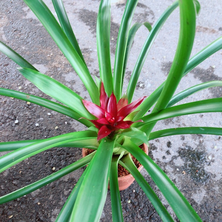 Cây phát lộc hoa màu đỏ