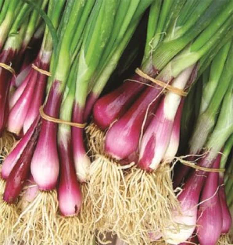 Hạt giống hành gốc  tím cao sản - gói 2gram(1150 hạt)