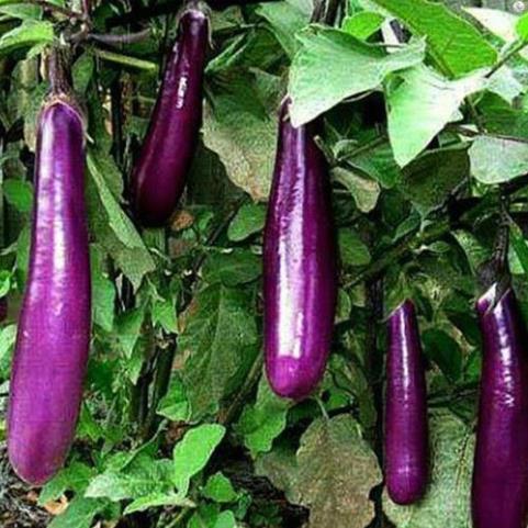 HẠT CÀ TÍM DÀI F1 THÁI LAN - GÓI 1 GRAM