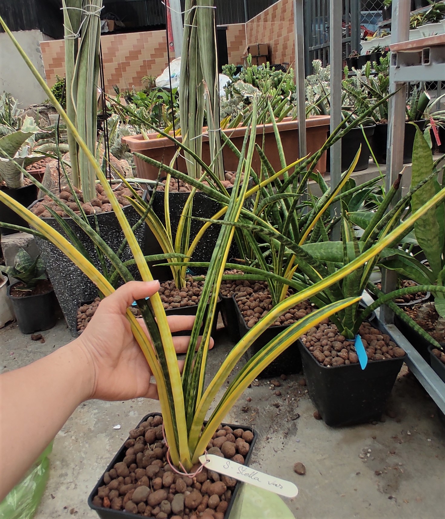 Cây lưỡi hổ - Sansevieria Stella Var
