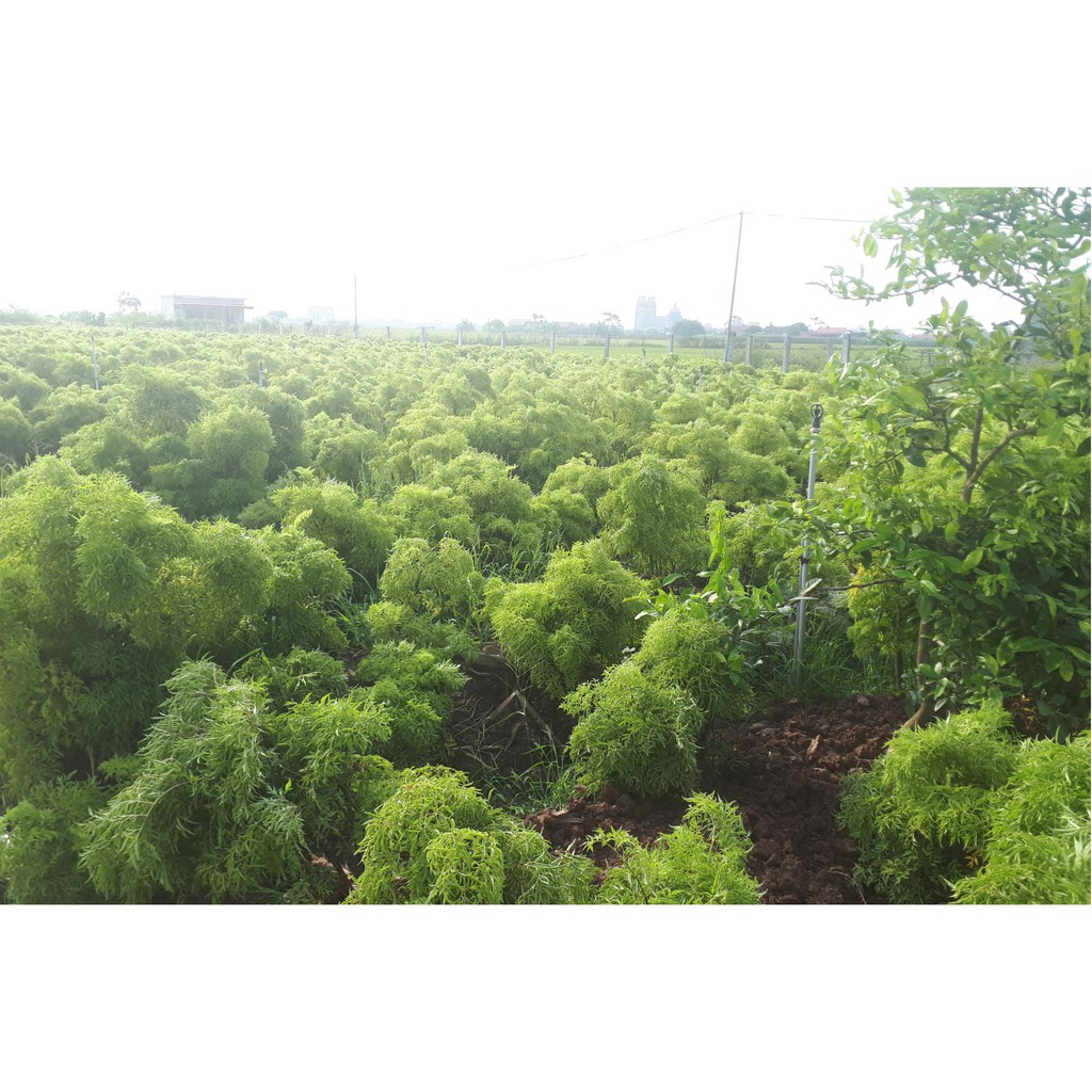 Lá đinh lăng khô (làm gối không cành) 500g