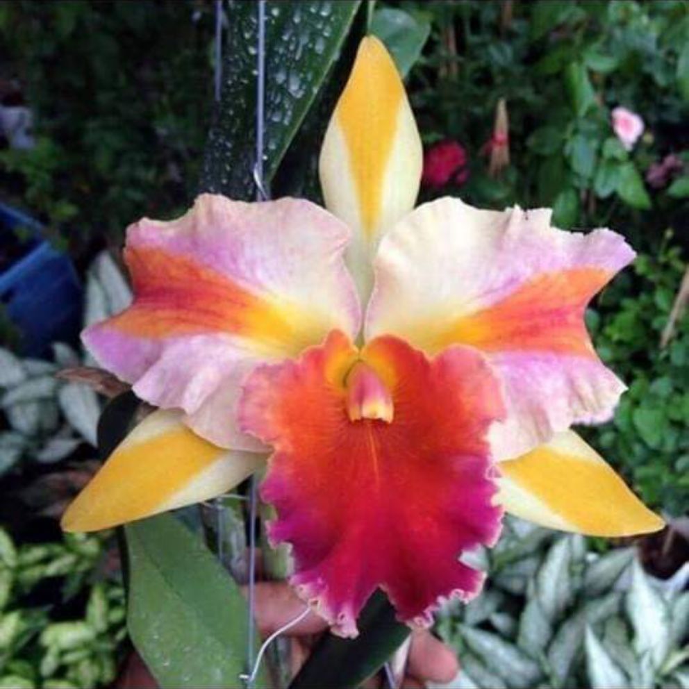 Cattleya Amazing Thailan - Cây Trưởng Thành