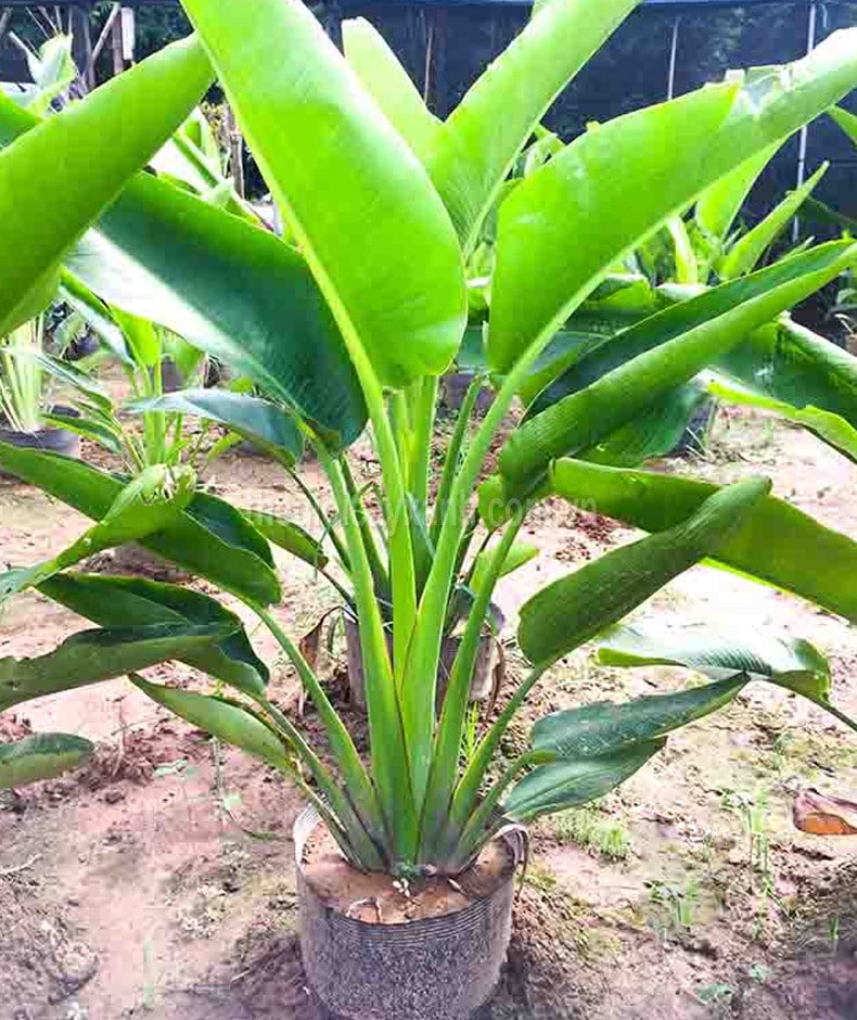 cây chuối xẻ quạt cảnh (chuối cảnh thân gỗ)