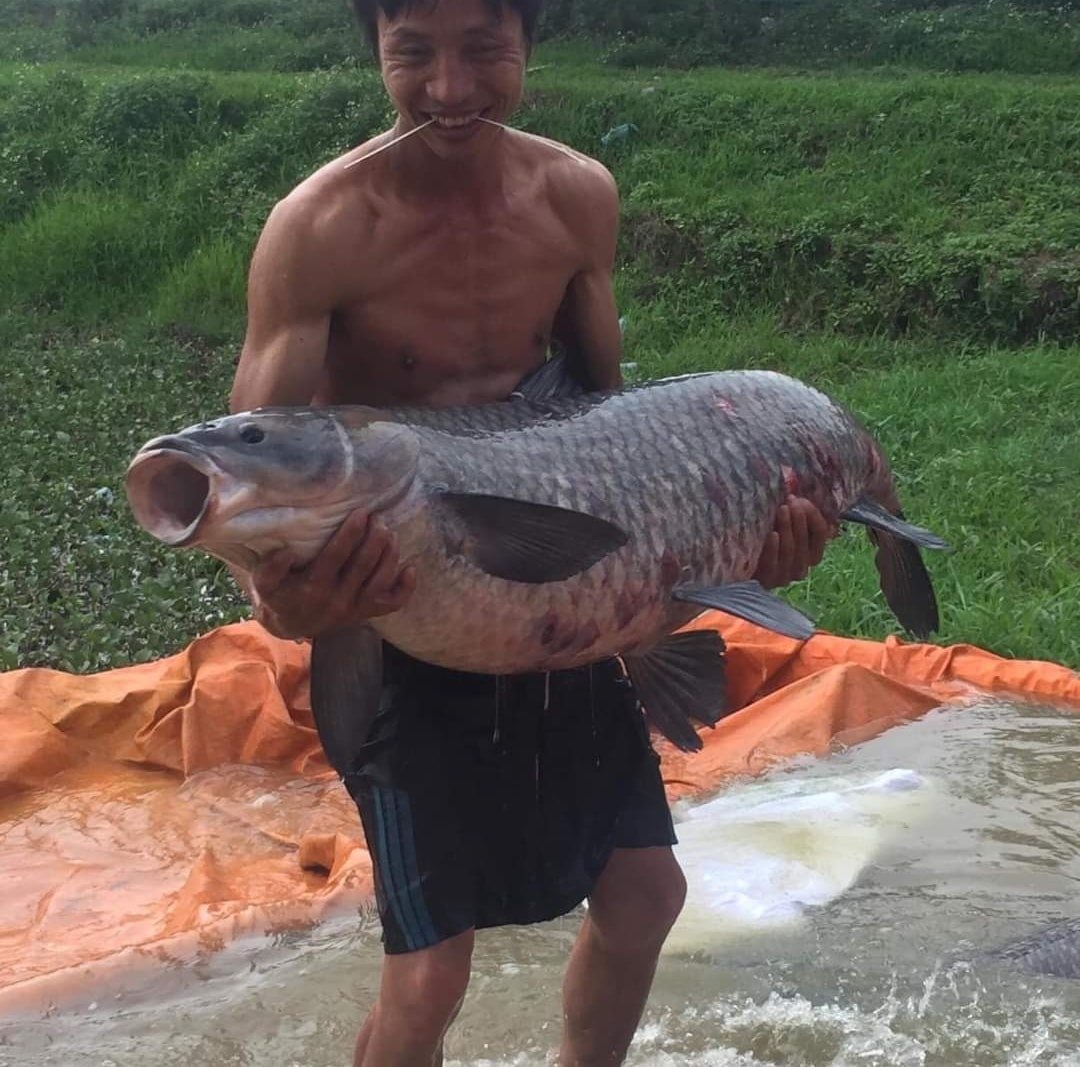 Mồi câu trắm đen kiểu mới, thính câu trắm đen, cứ câu là chạm cá