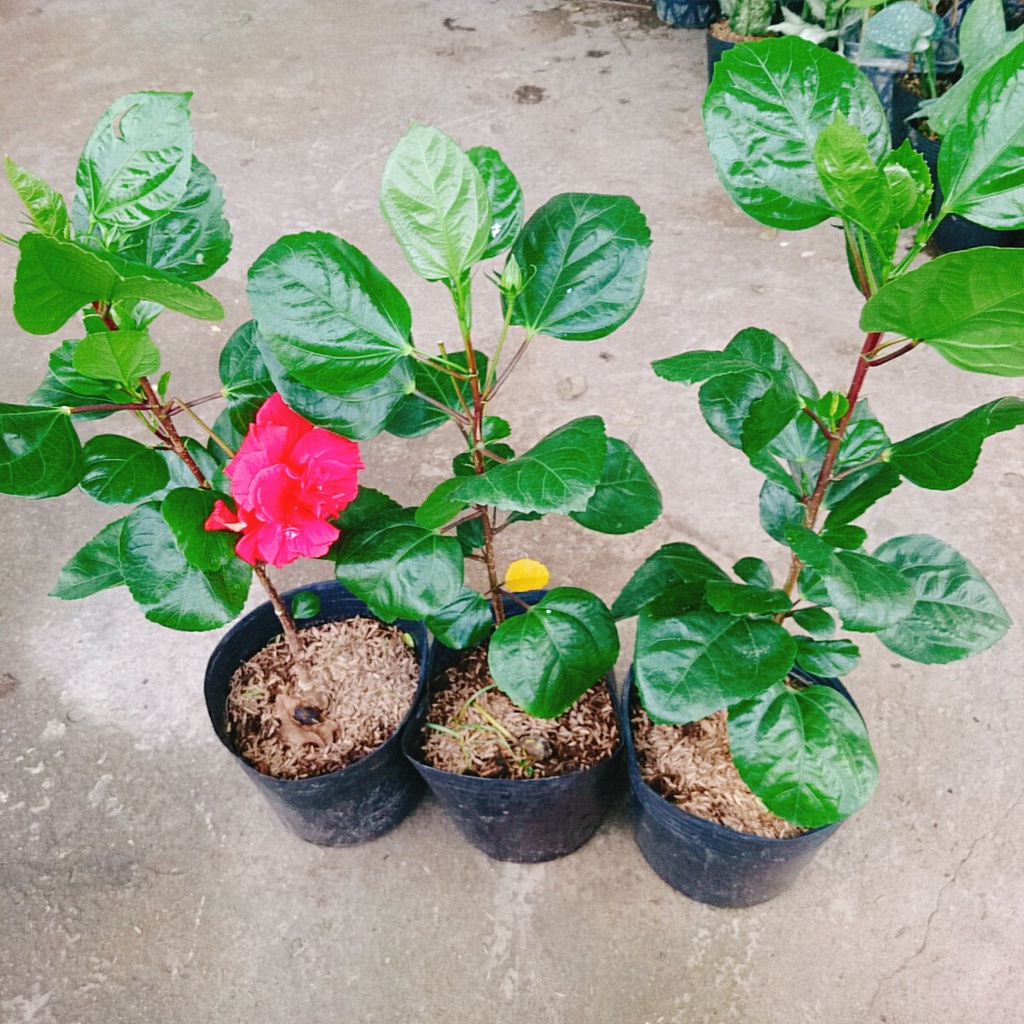 Hoa Dâm Bụt Thái - (cánh kép, giống mới)