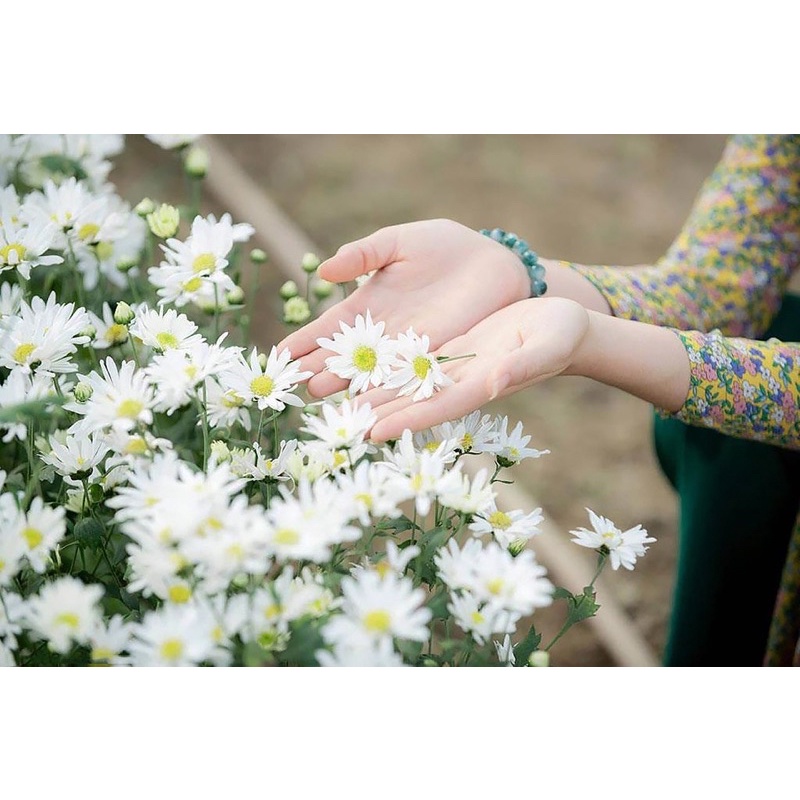 Cây giống cúc hoạ mi trắng: Hãy cùng ngắm nhìn những bông hoa cúc họa mi trắng tinh khôi cùng với hình ảnh của những cây giống đặc biệt này. Sự tinh tế và sắc trắng nền nã, tuyệt đẹp như một tác phẩm nghệ thuật.