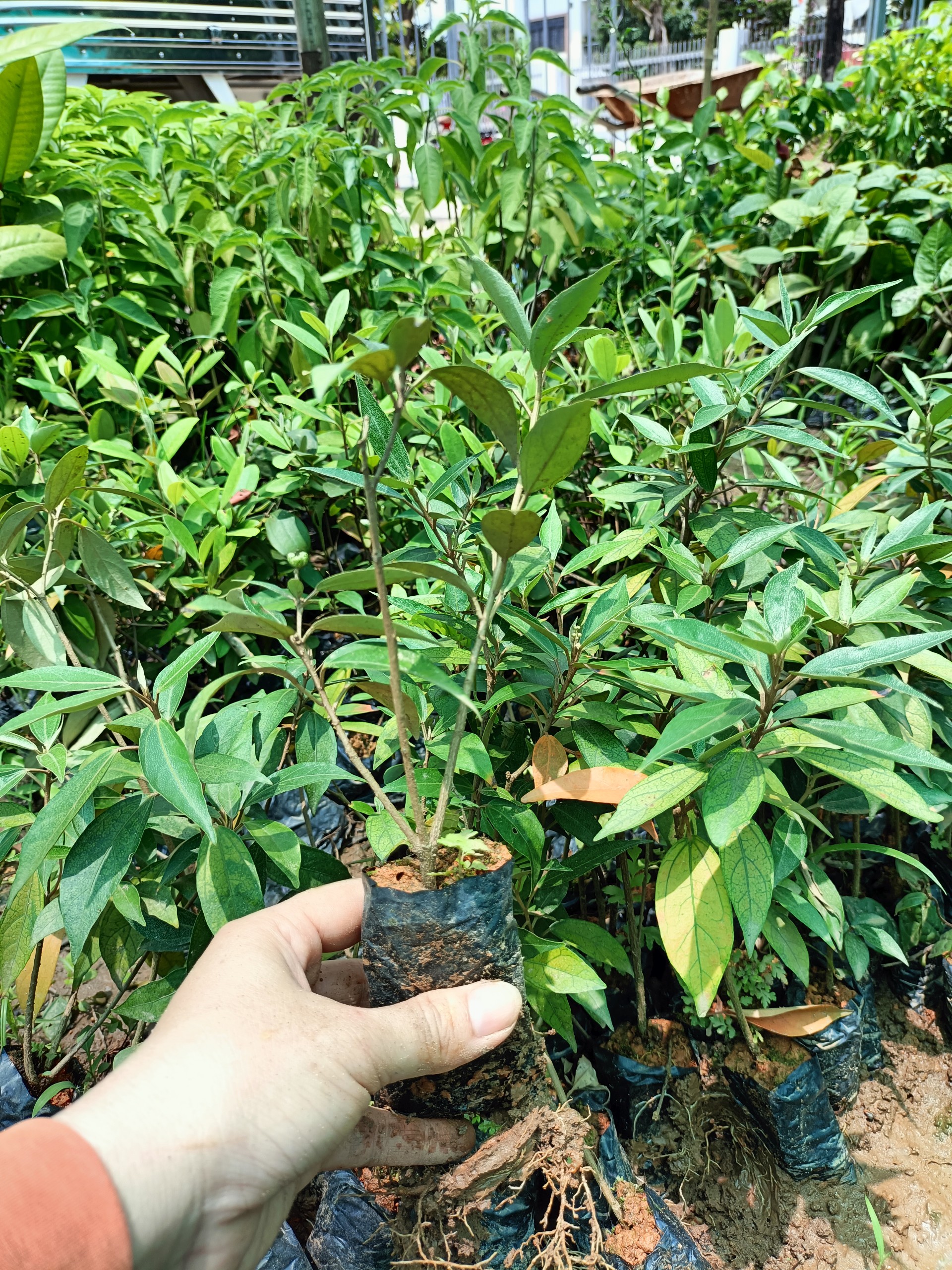 Combo 3 cây giống khổ sâm