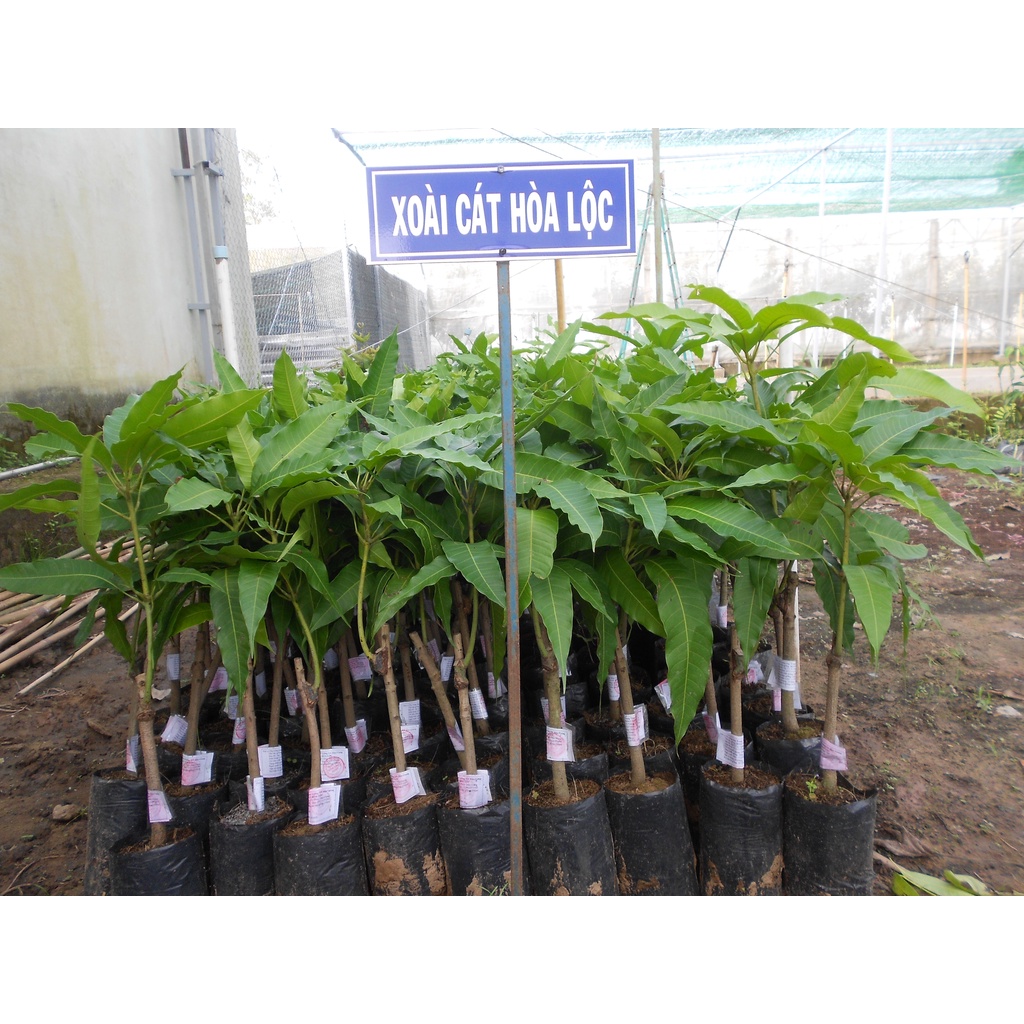 Cây Xoài Cát Hòa Lộc Giống