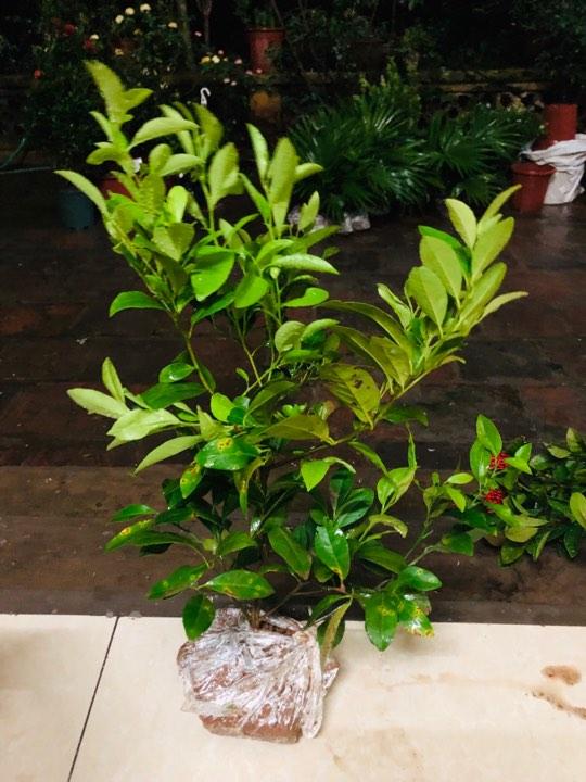 Cây chanh đào cao 60 cm