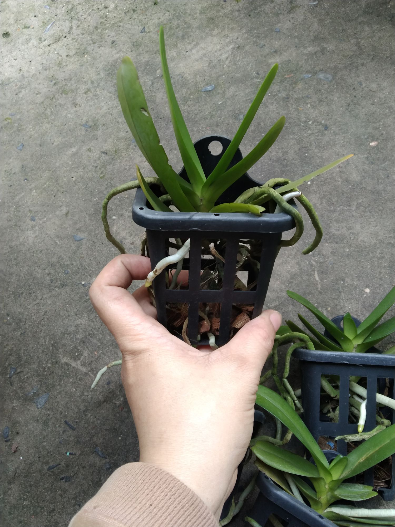 Hoàng nhạn Thái hoa thơm