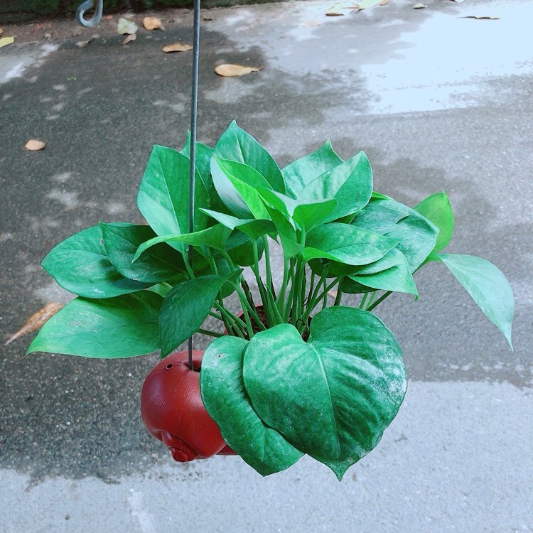 Trầu bà thái