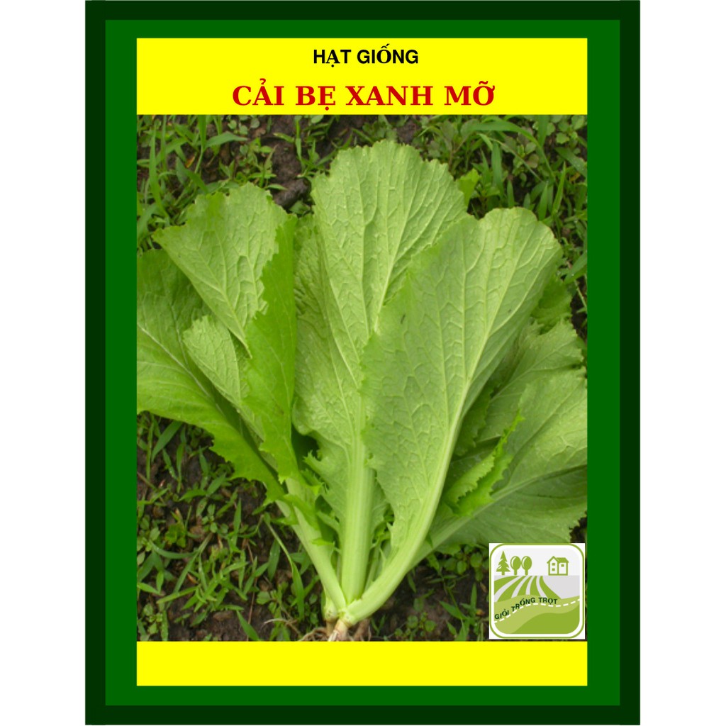 50G - Hạt Giống Cải Bẹ Xanh Mỡ