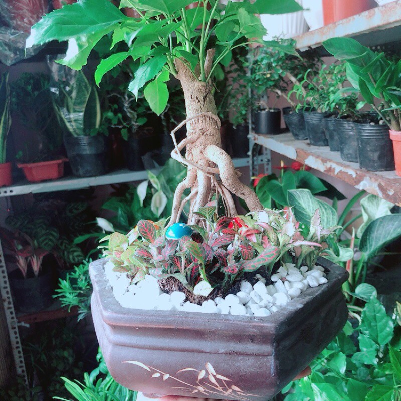 [HCM]Chậu Cây Hạnh Phúc Bonsai (chậu gốm)