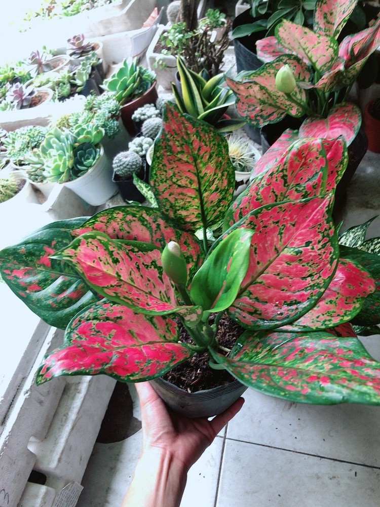 Cây Vạn Lộc