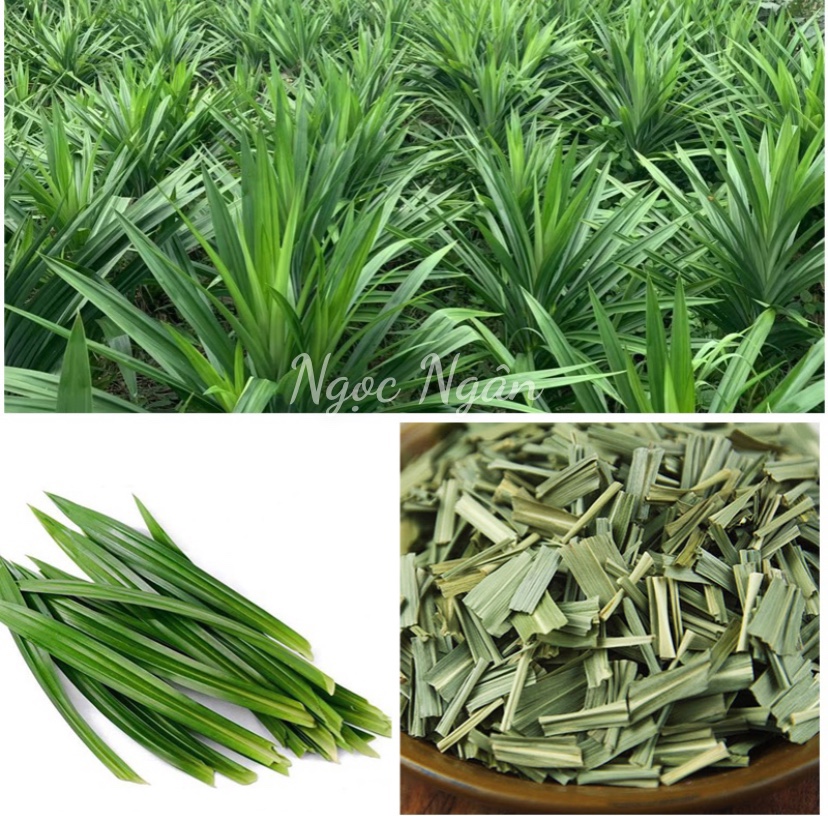 [DEAL SỐC] [HCM] Lá dứa khô 100 gram - Thực Phẩm Sạch NT Healthy Store