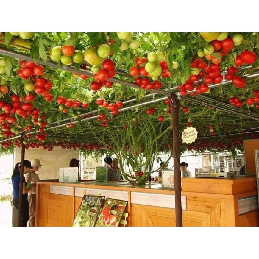 Hạt giống cà chua bạch tuộc NK