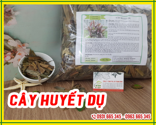 Cây huyết dụ khô 100g loại cao cấp - dược liệu thanh bình