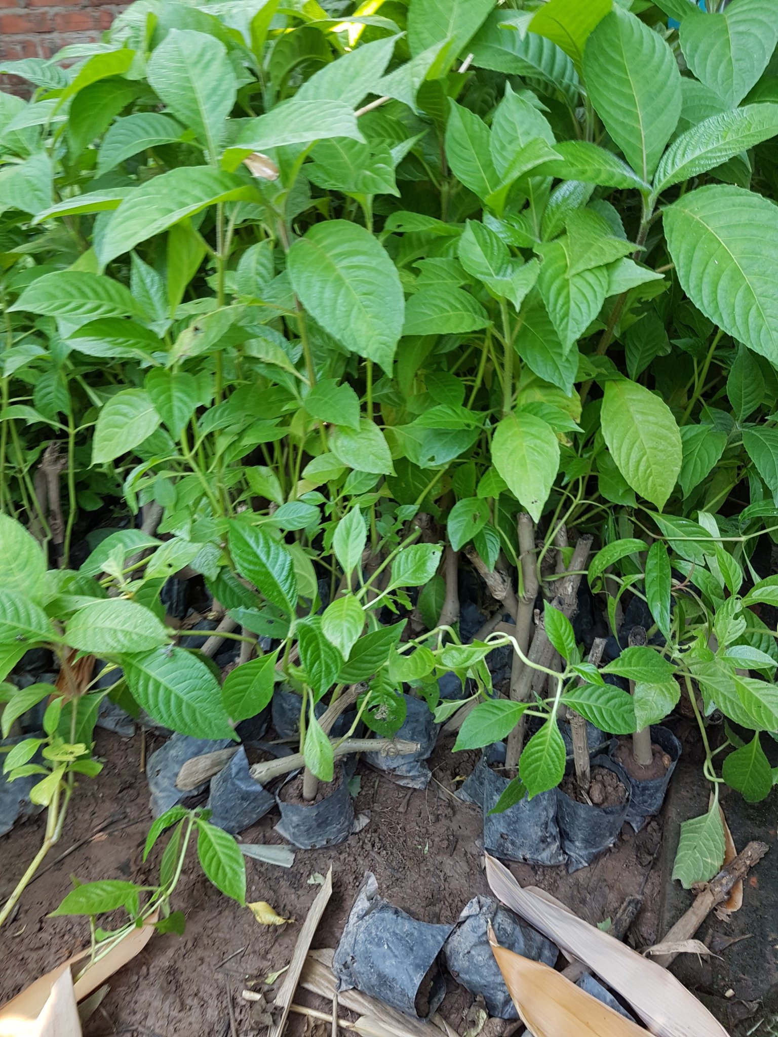 3 cây chè đại cao 50 cm - Gửi cây trong bầu