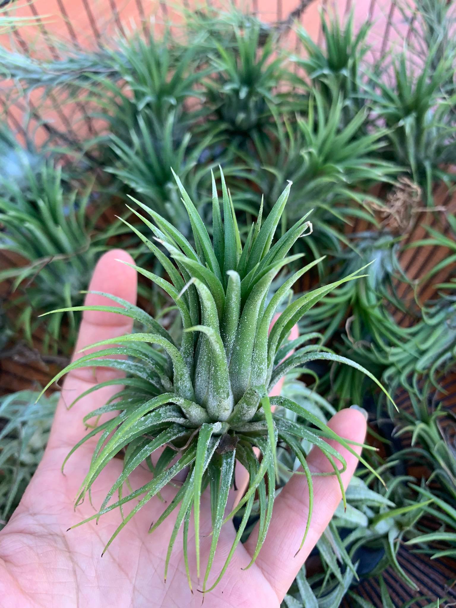 Cây không khí stricta